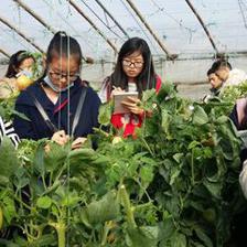 西北農(nóng)林科技大學(xué)園藝學(xué)院 匠心培育，科技賦能園藝產(chǎn)品種植