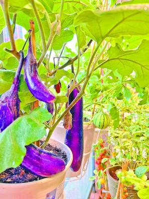 陽(yáng)臺(tái)種菜 深圳人的都市田園夢(mèng)