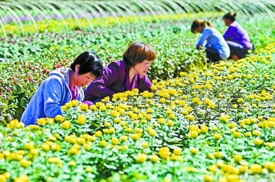 秋菊盛開(kāi)花農(nóng)笑——園藝產(chǎn)品種植的豐收喜悅